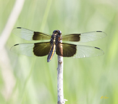 Widow Skimmer 2656